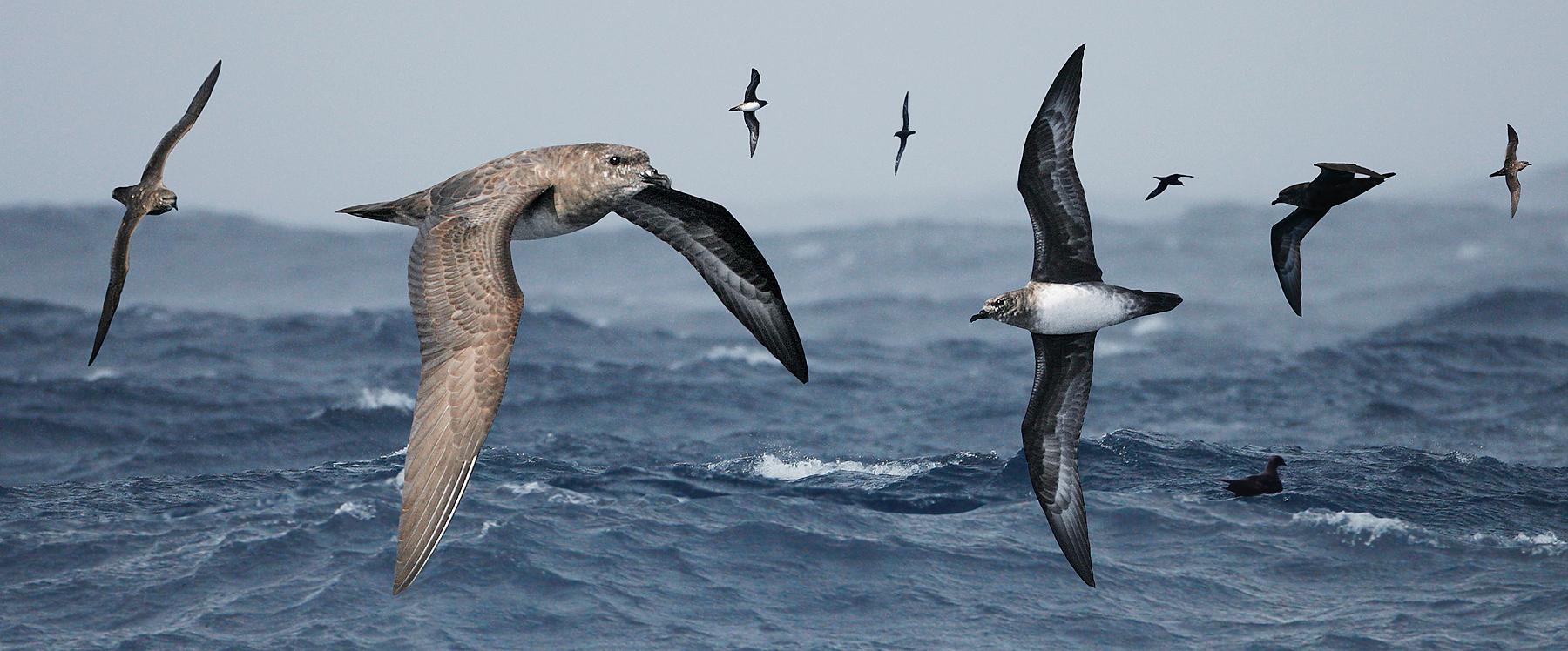 Trindade Petrel Trindade Petrel ()