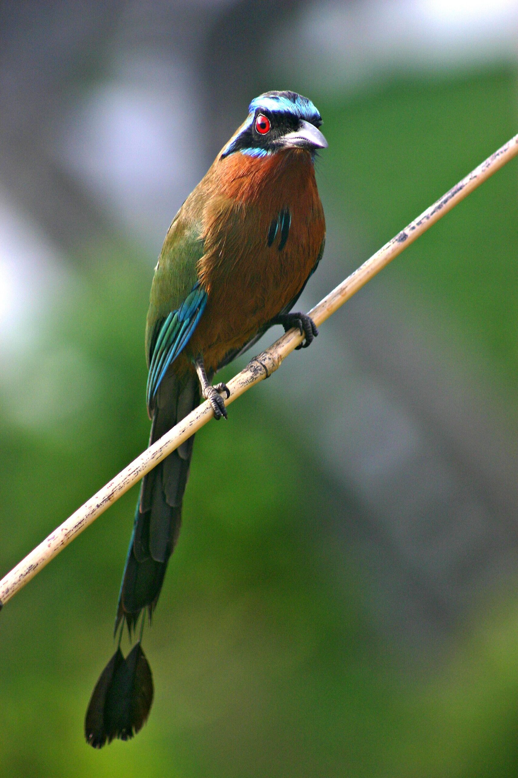 Trinidad Motmot (Momotus bahamensis)