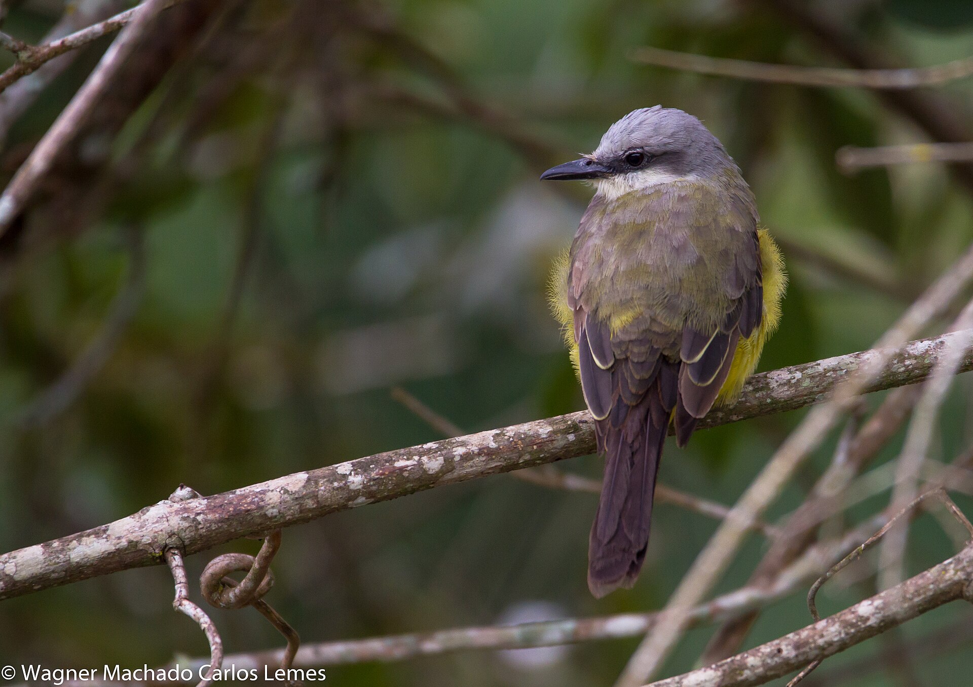 Tropical Kingbird (Tyrannus melancholicus)