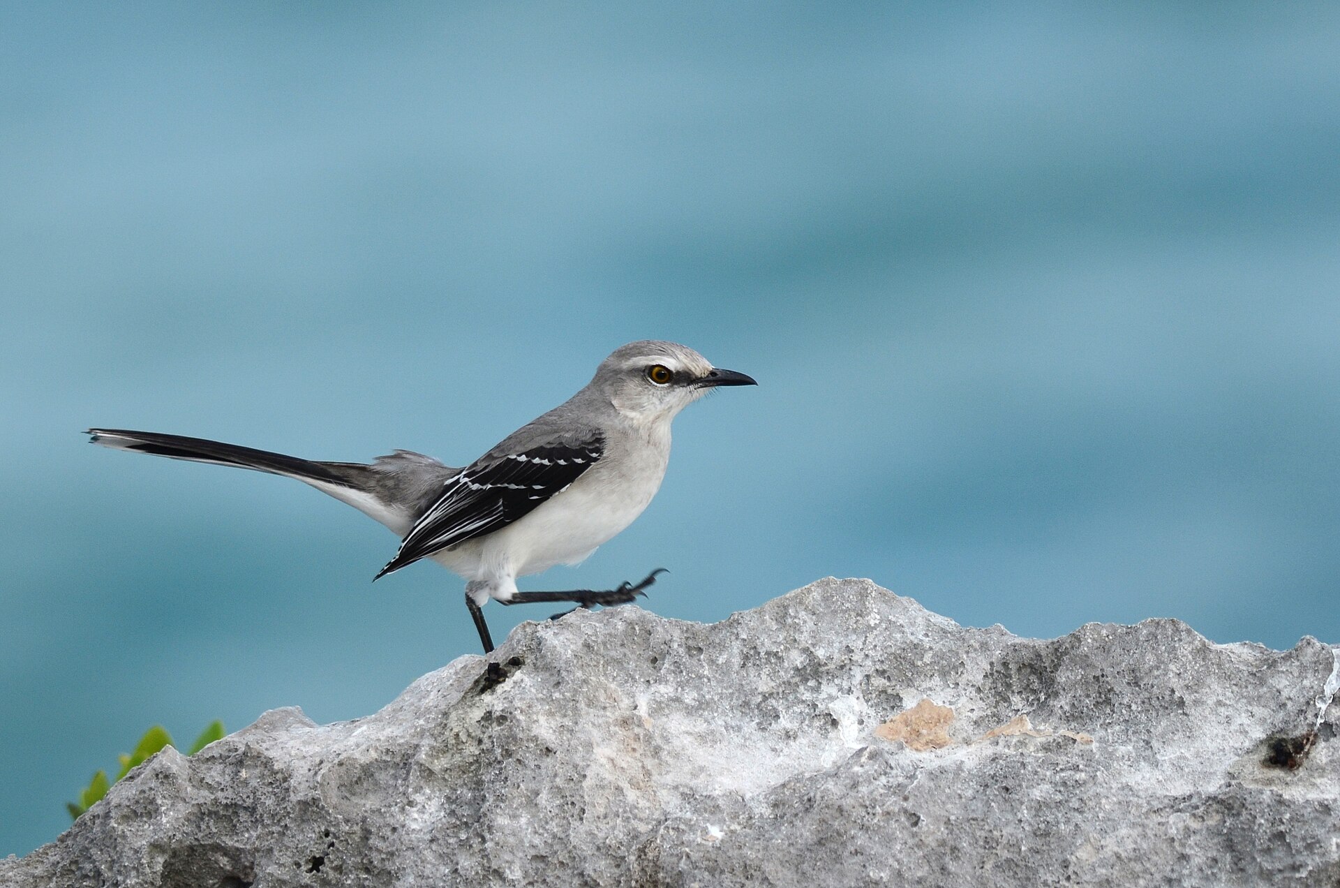 Tropical Mockingbird Tropical Mockingbird ()