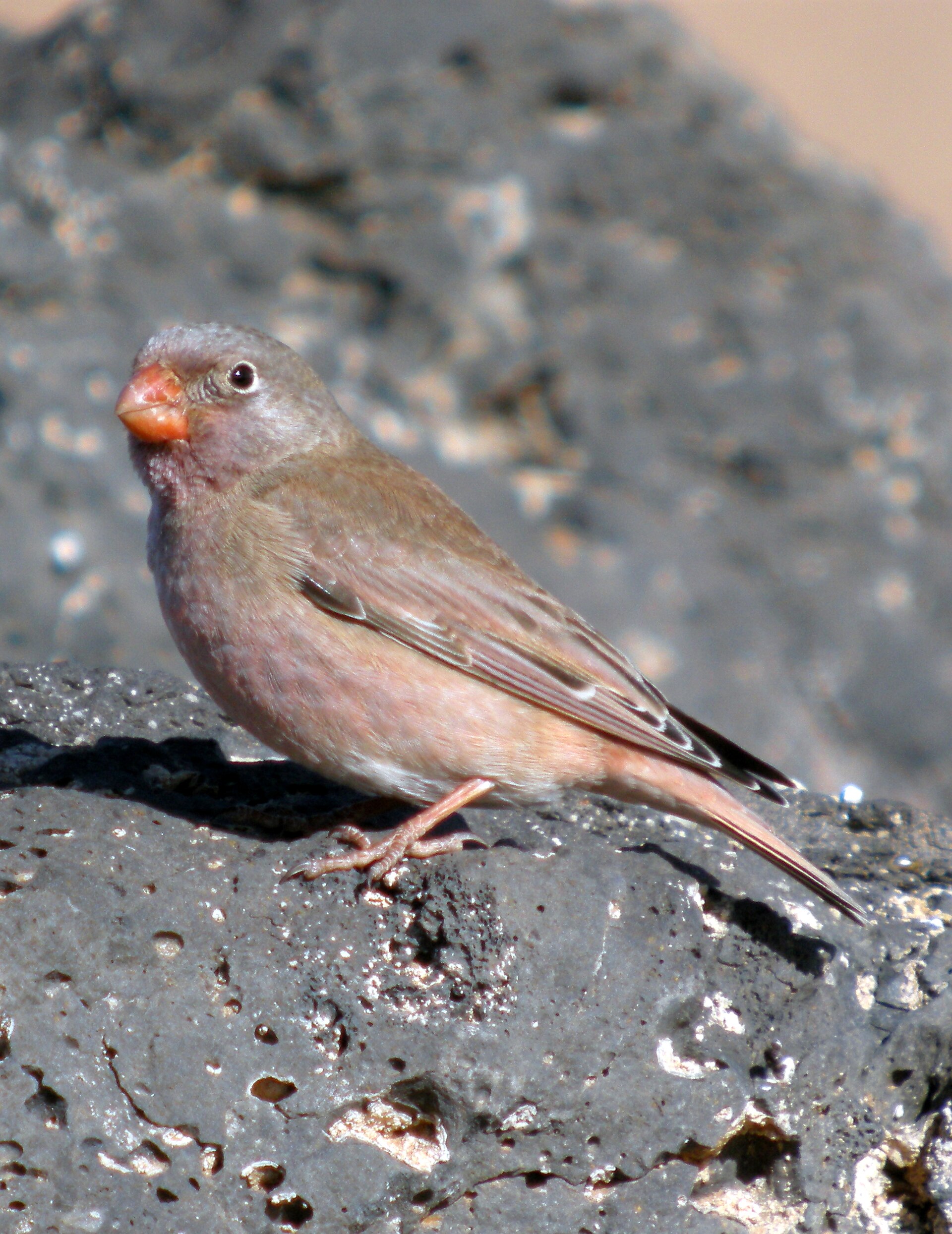 Trumpeter Finch Trumpeter Finch ()