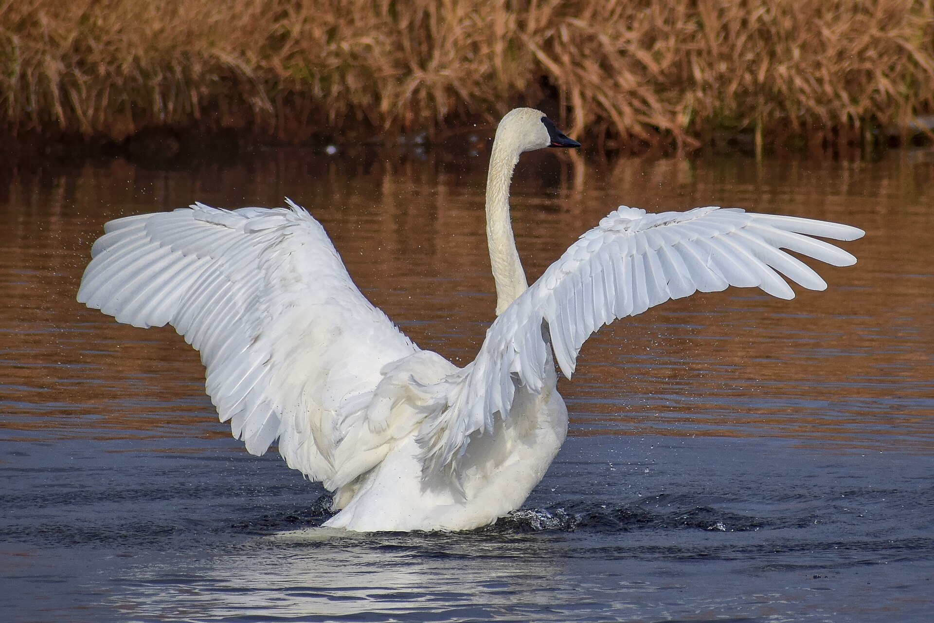 trumpeter swan