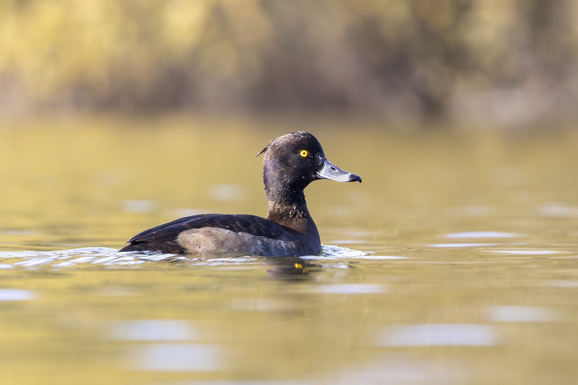 Tufted Duck Tufted Duck (Drinking games)