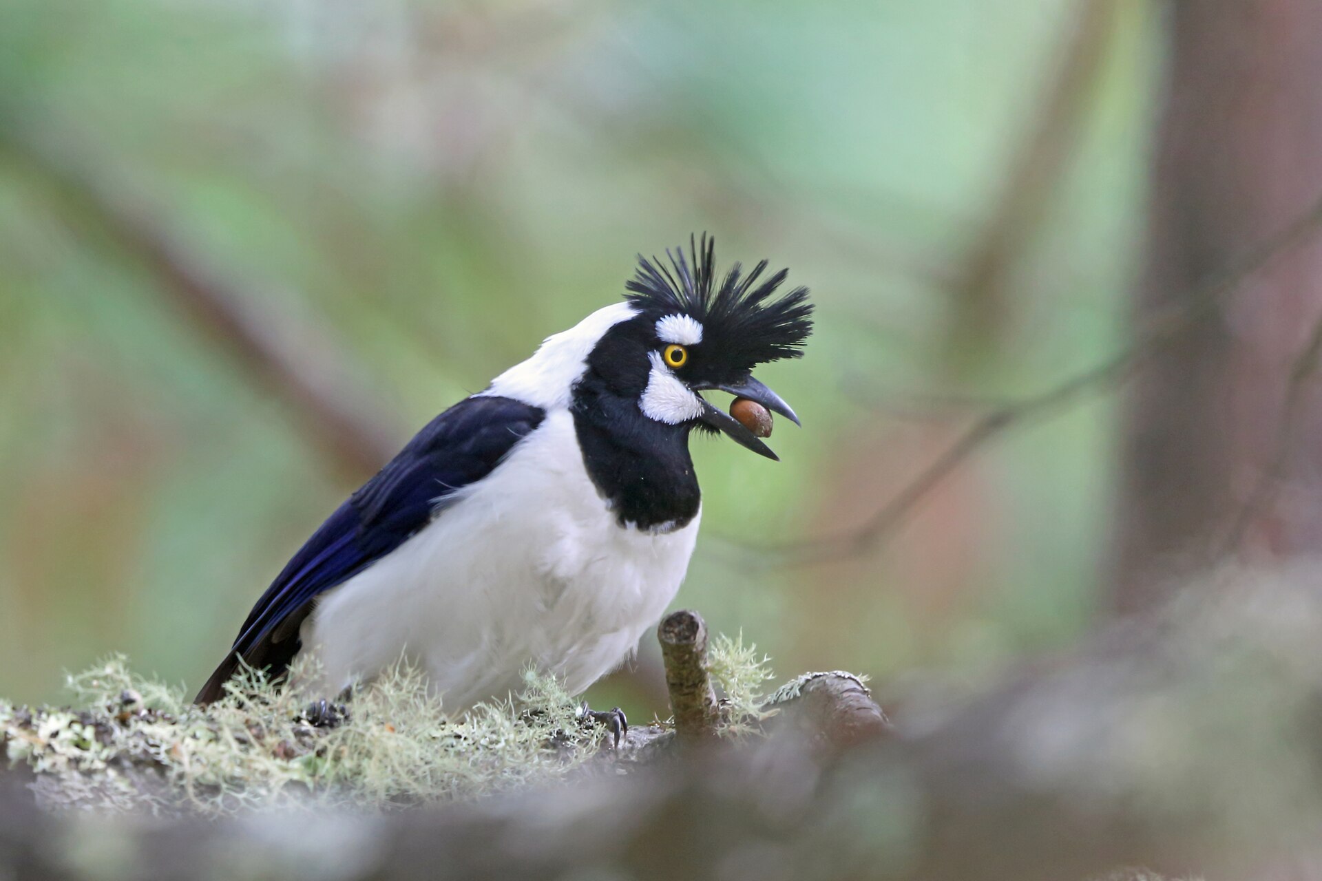 Tufted Jay Observation Tufted Jay Observation ()