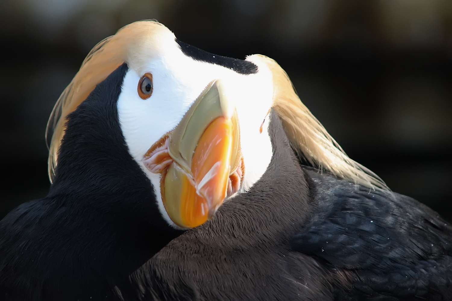 tufted puffin
