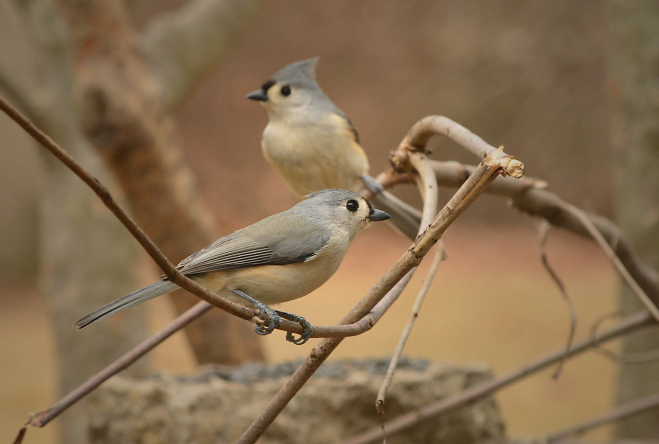 Tufted Titmice Tufted Titmice ()