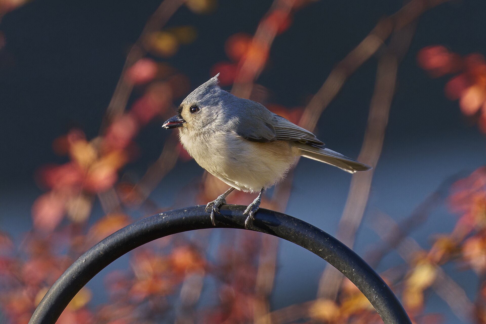 Tufted Titmouse ()