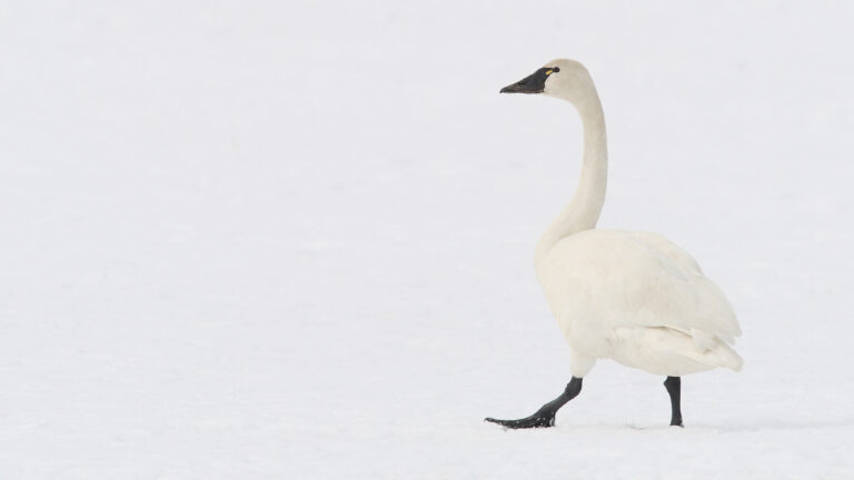 Tundra Swan (Cygnus columbianus) - photo by Mdf
