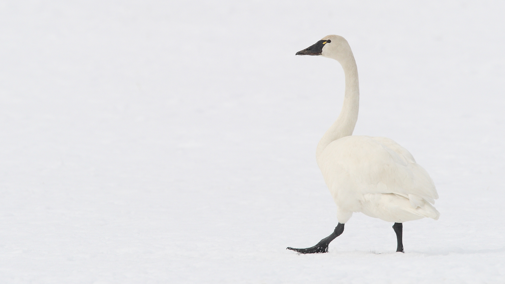 Tundra Swan Tundra Swan (Cygnus columbianus)
