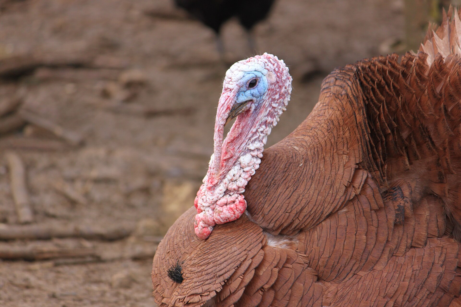 Turkey Breed ()