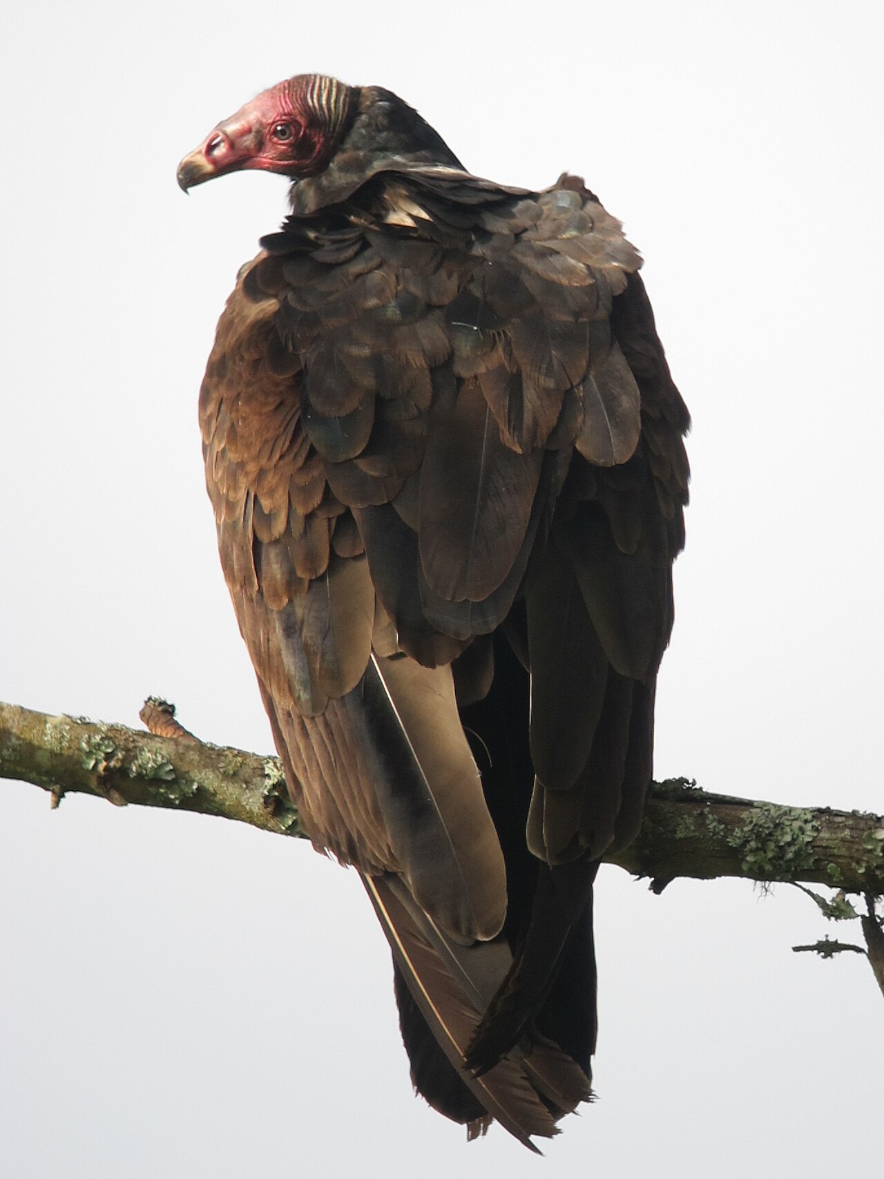 Turkey Vulture Turkey Vulture (Cathartes aura)