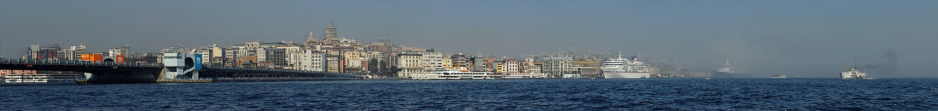Turkey (Numida meleagris)