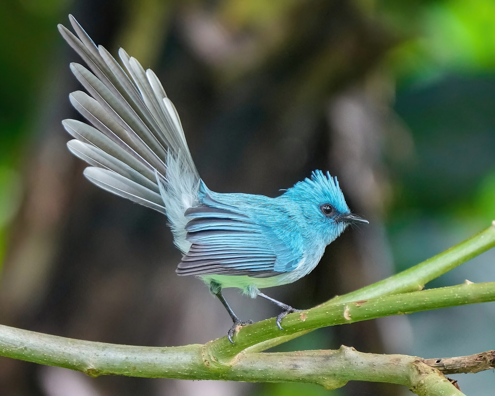Tyrant Flycatcher (Muscicapa dauurica)