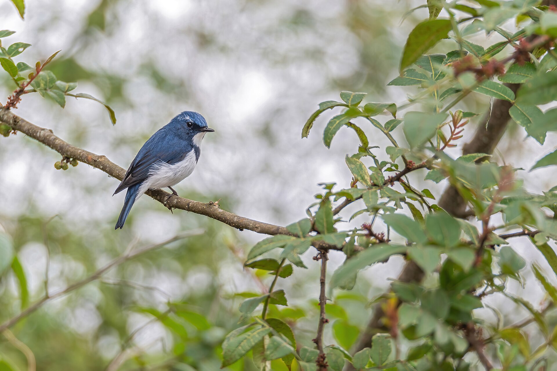 Ultramarine Flycatcher (Ficedula superciliaris)