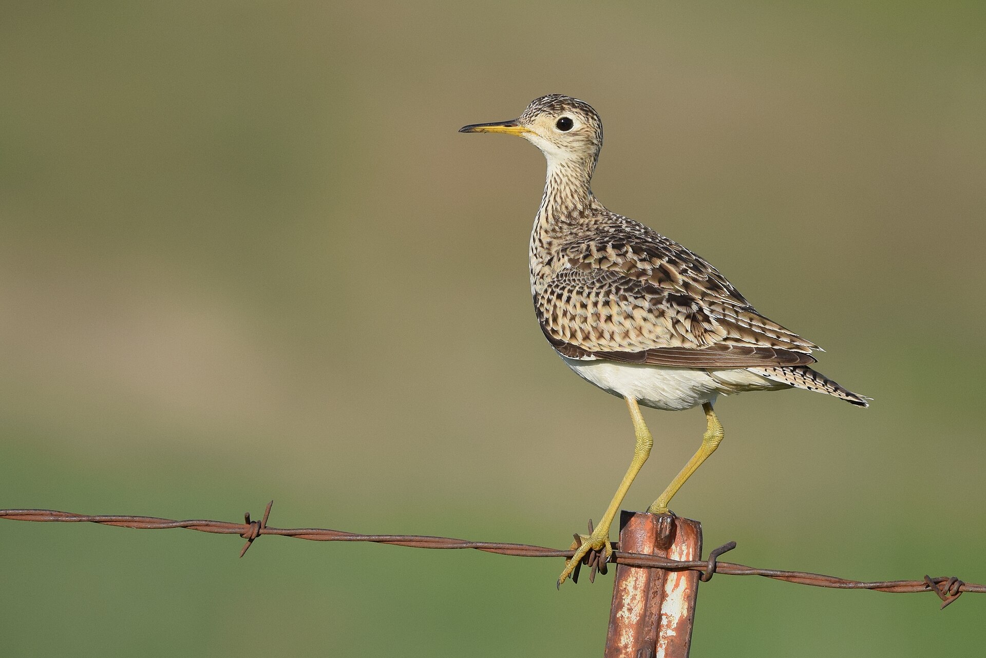 Upland Sandpiper Upland Sandpiper (Bartramia longicauda)