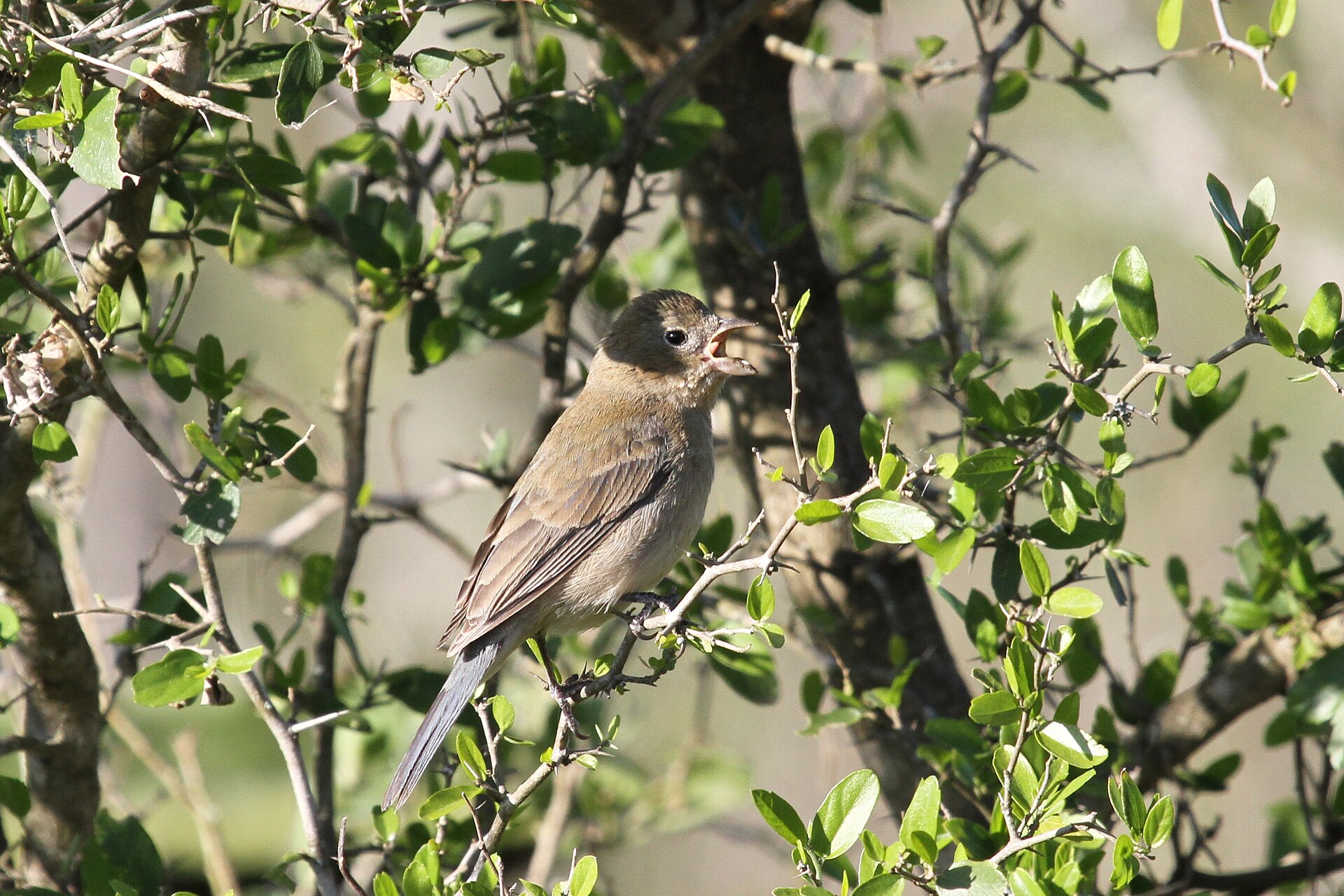 Varied Bunting ()