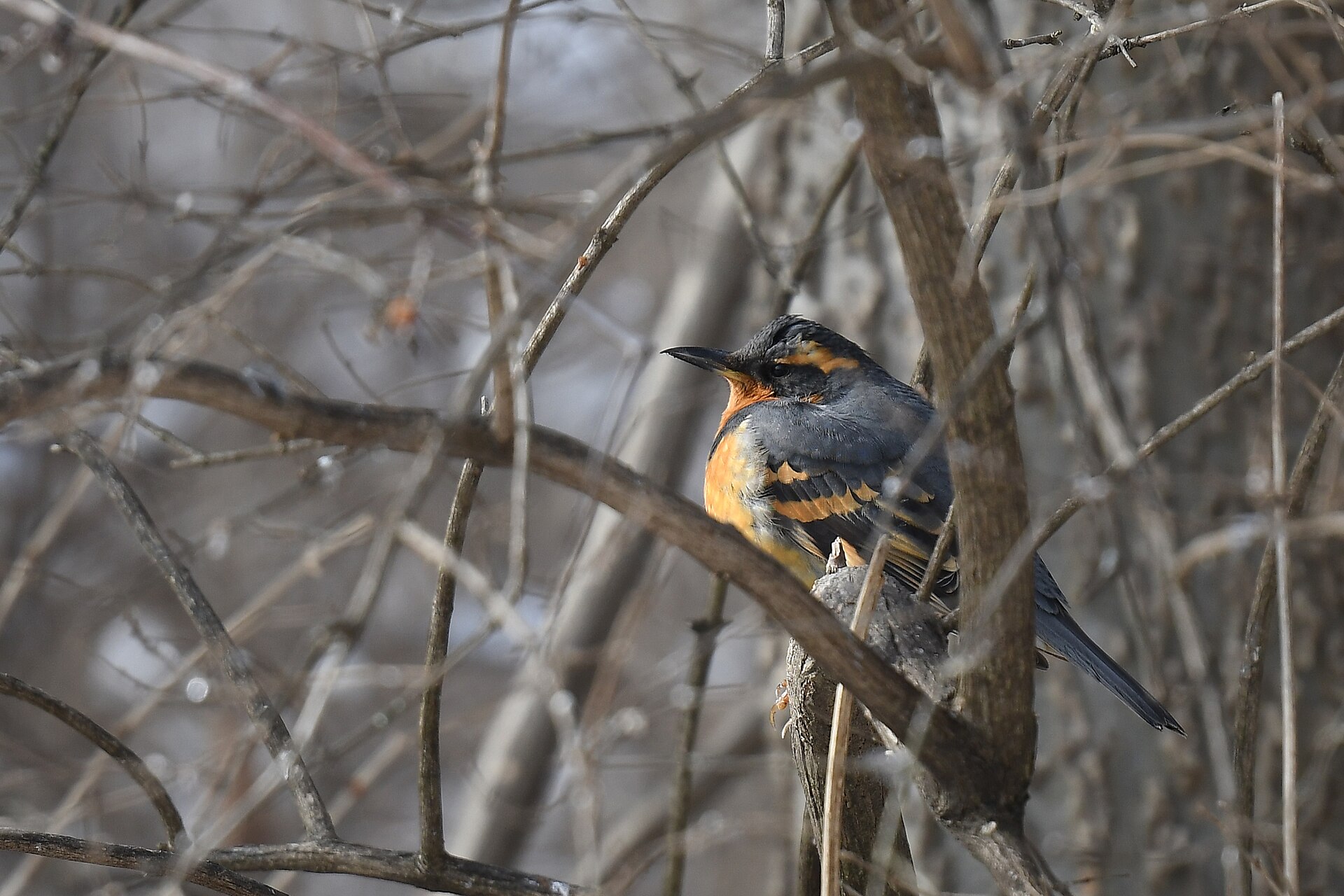 varied thrush