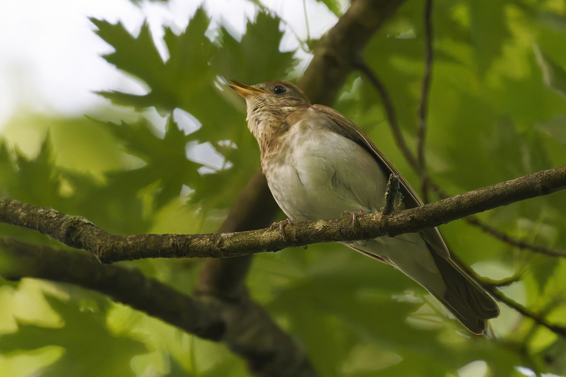 veery