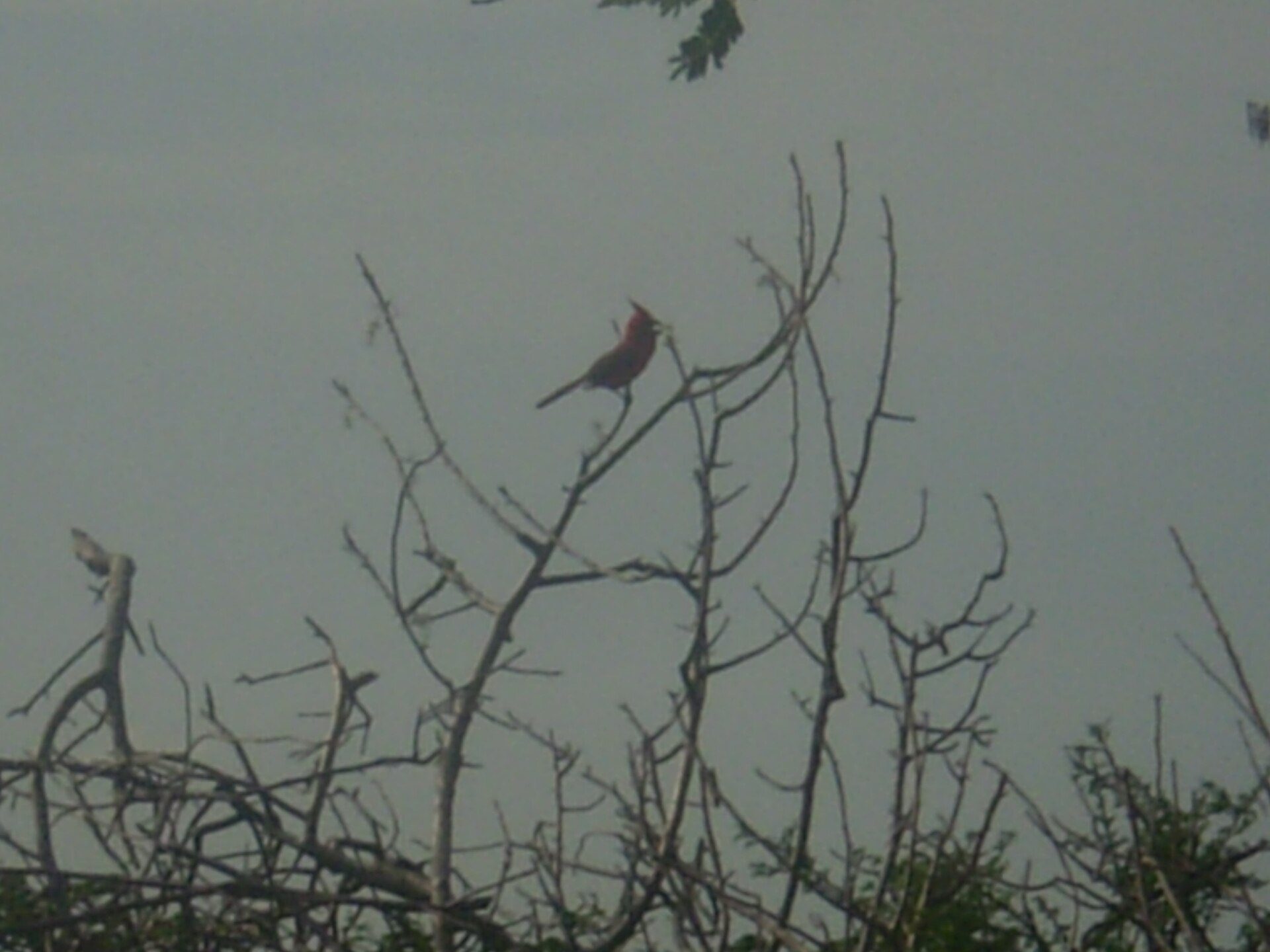 Vermilion Cardinal Vermilion Cardinal ()