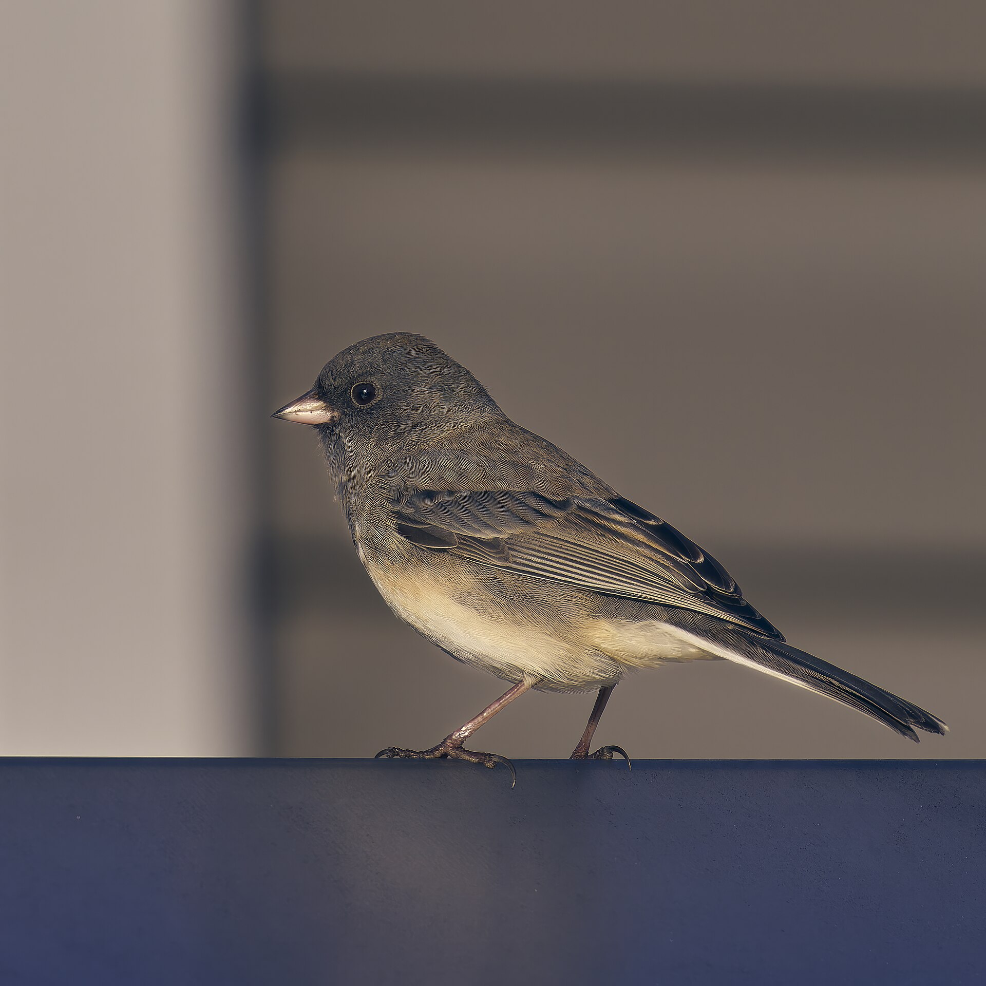 vermilion flycatcher ecology