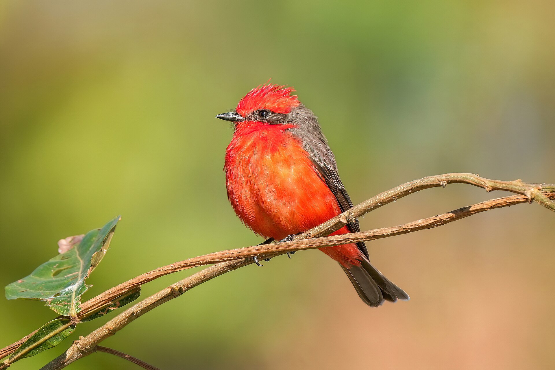 Vermilion Flycatcher (Pyrocephalus rubinus)