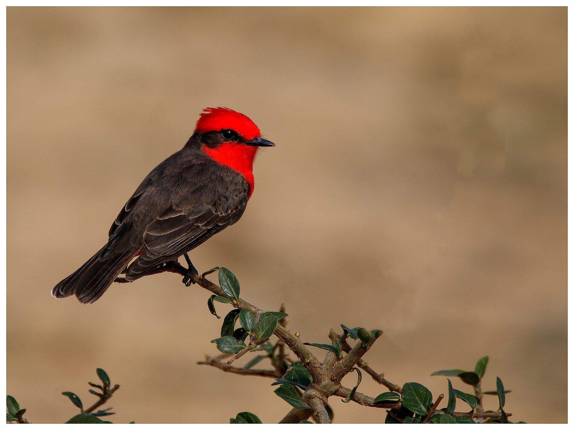 Vermillion Flycatcher ()