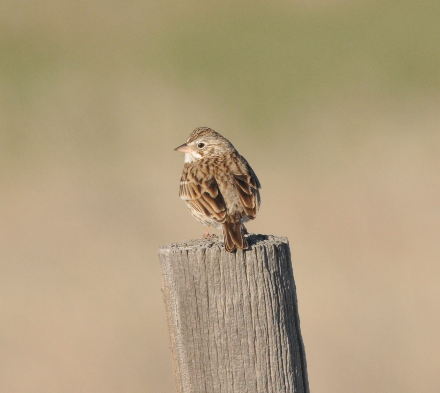 Vesper Sparrow Conservation ()