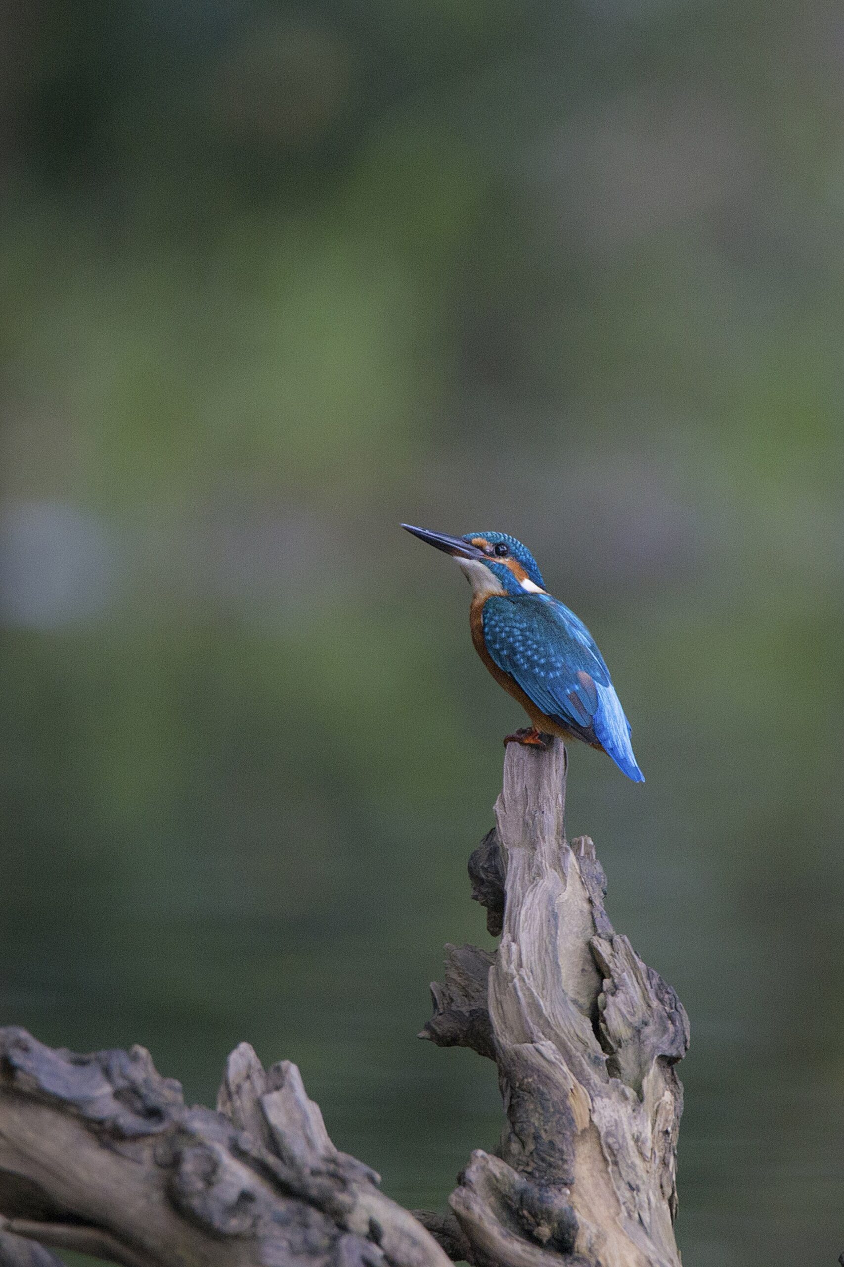 Vibrant Kingfisher (Alcedo atthis)