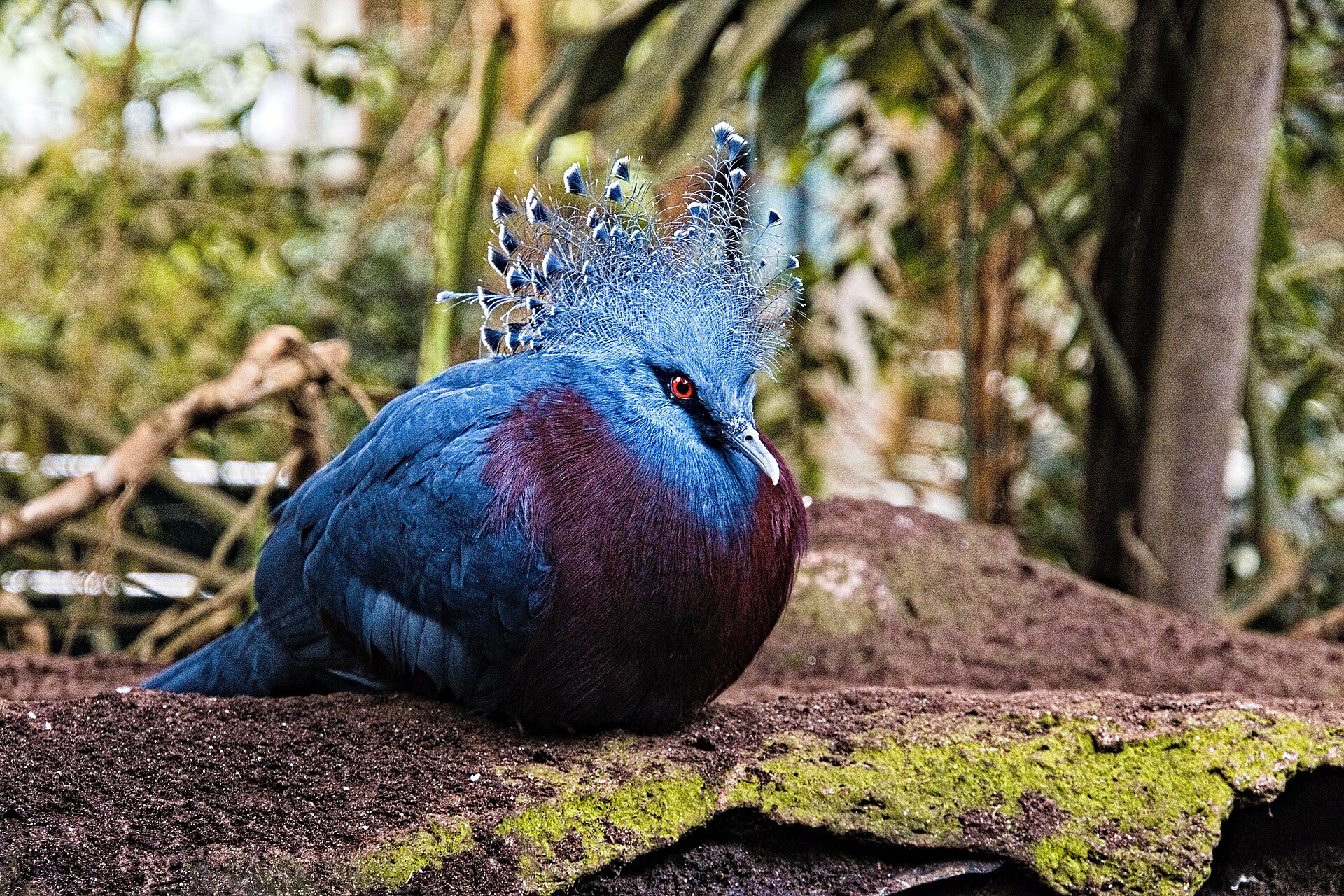 Victoria Crowned Pigeon Victoria Crowned Pigeon (Goura victoria)