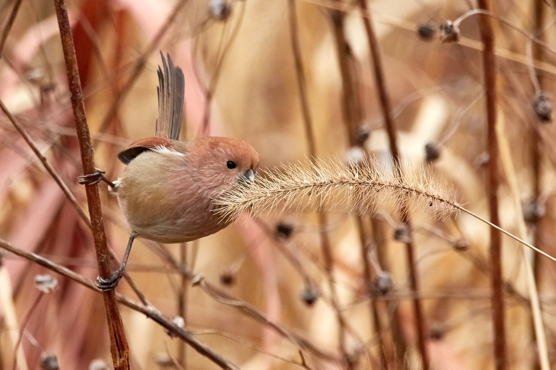 Vinous-Throated Parrotbill Vinous-Throated Parrotbill (Sinosuthora webbiana)