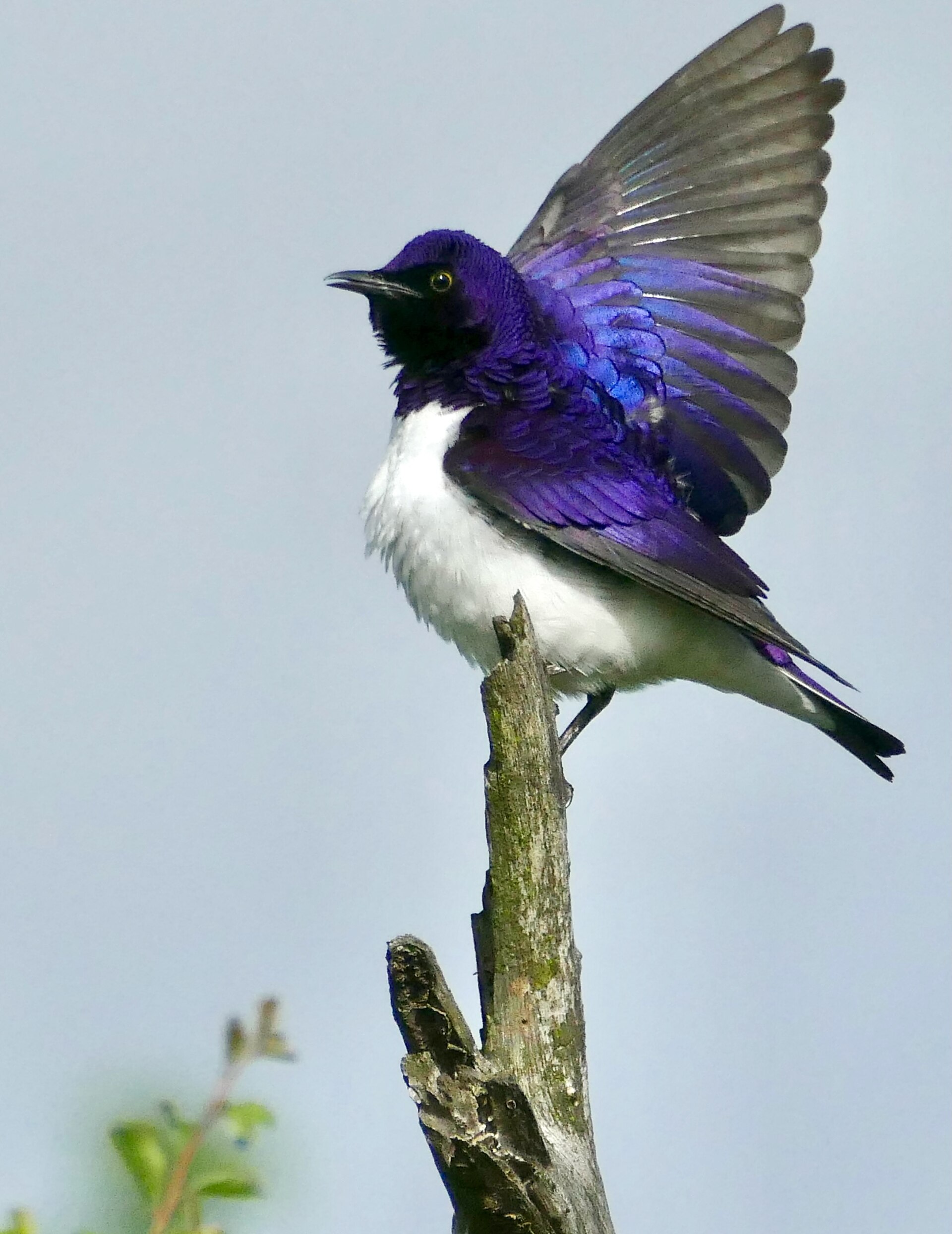Violet-Backed Starling Violet-Backed Starling (Cinnyricinclus leucogaster)