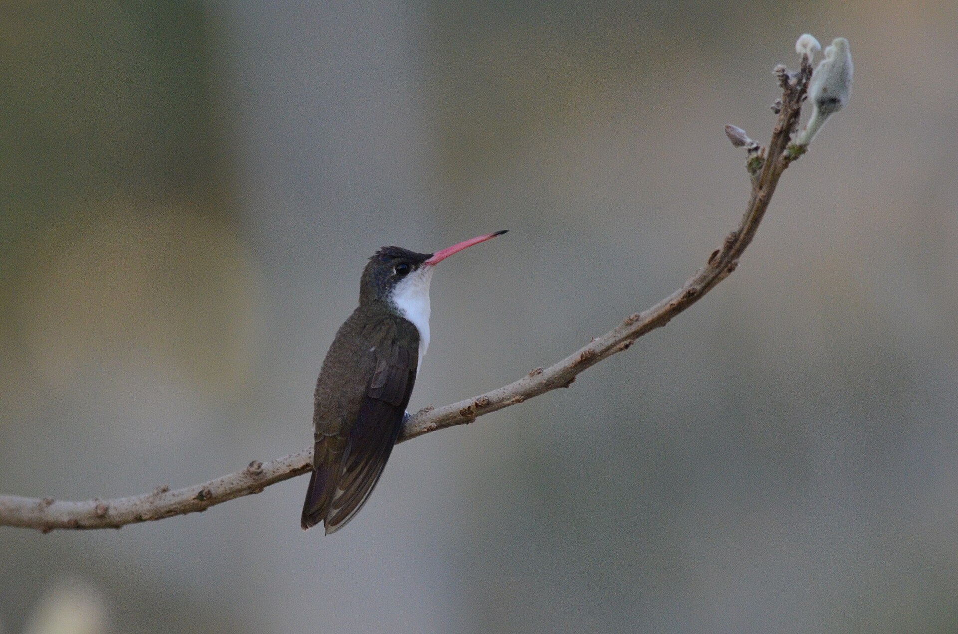 Violet-Crowned Hummingbird ()