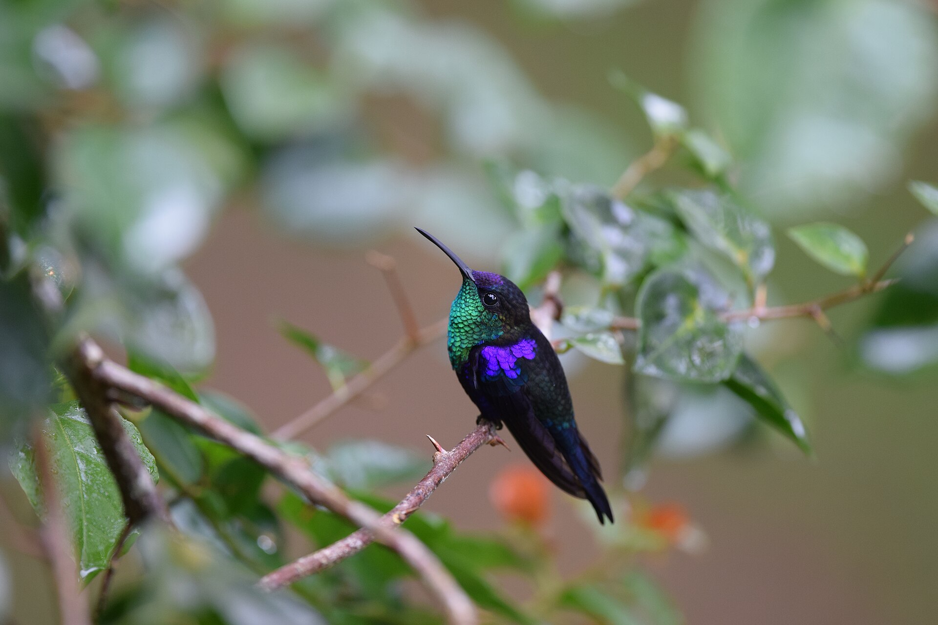 Violet-crowned Woodnymph Violet-crowned Woodnymph ()