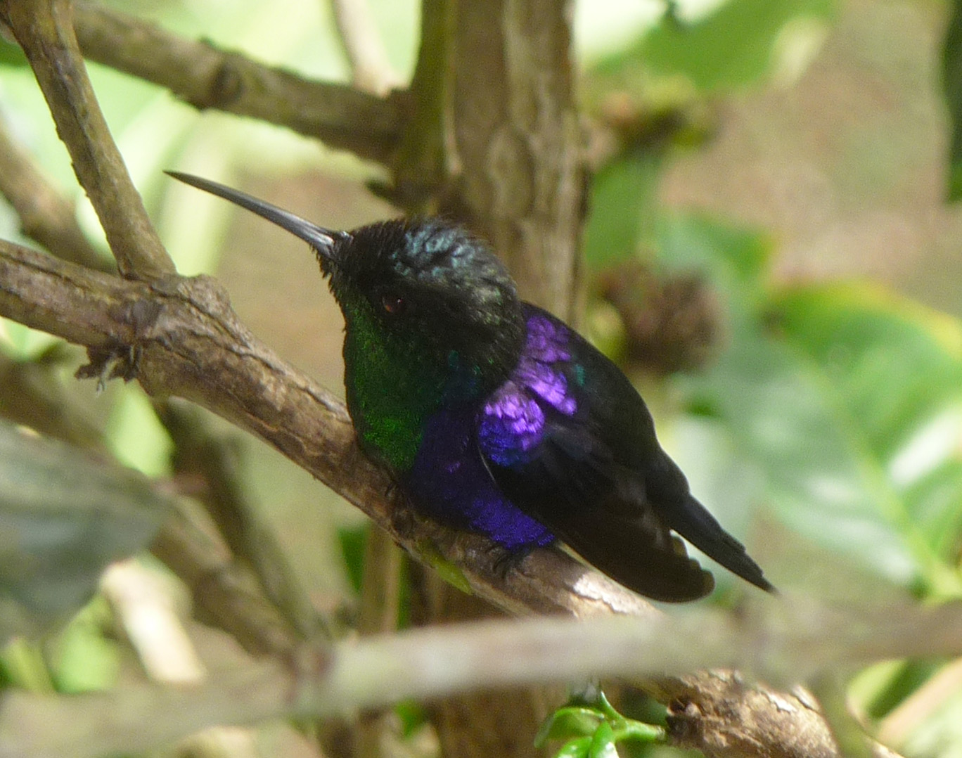 Violet-Crowned Woodnymph Violet-Crowned Woodnymph ()