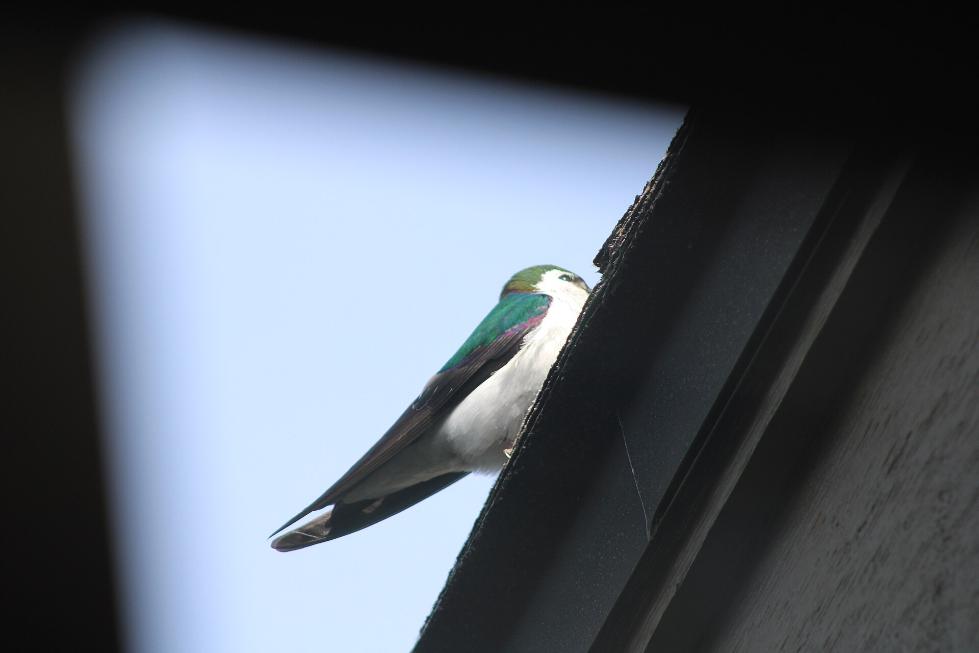 Violet-Green Swallow (Tachycineta thalassina)