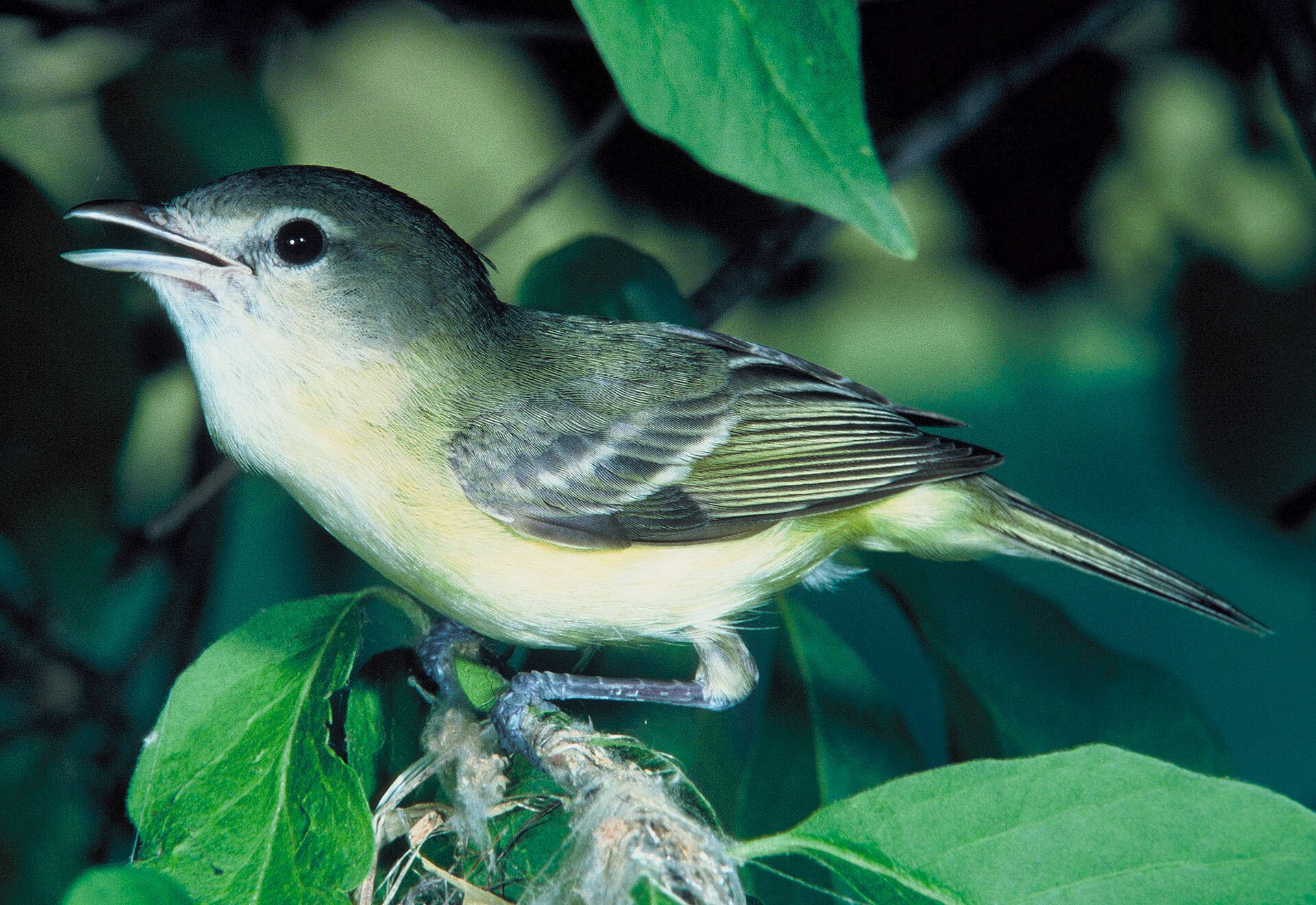Vireo ()