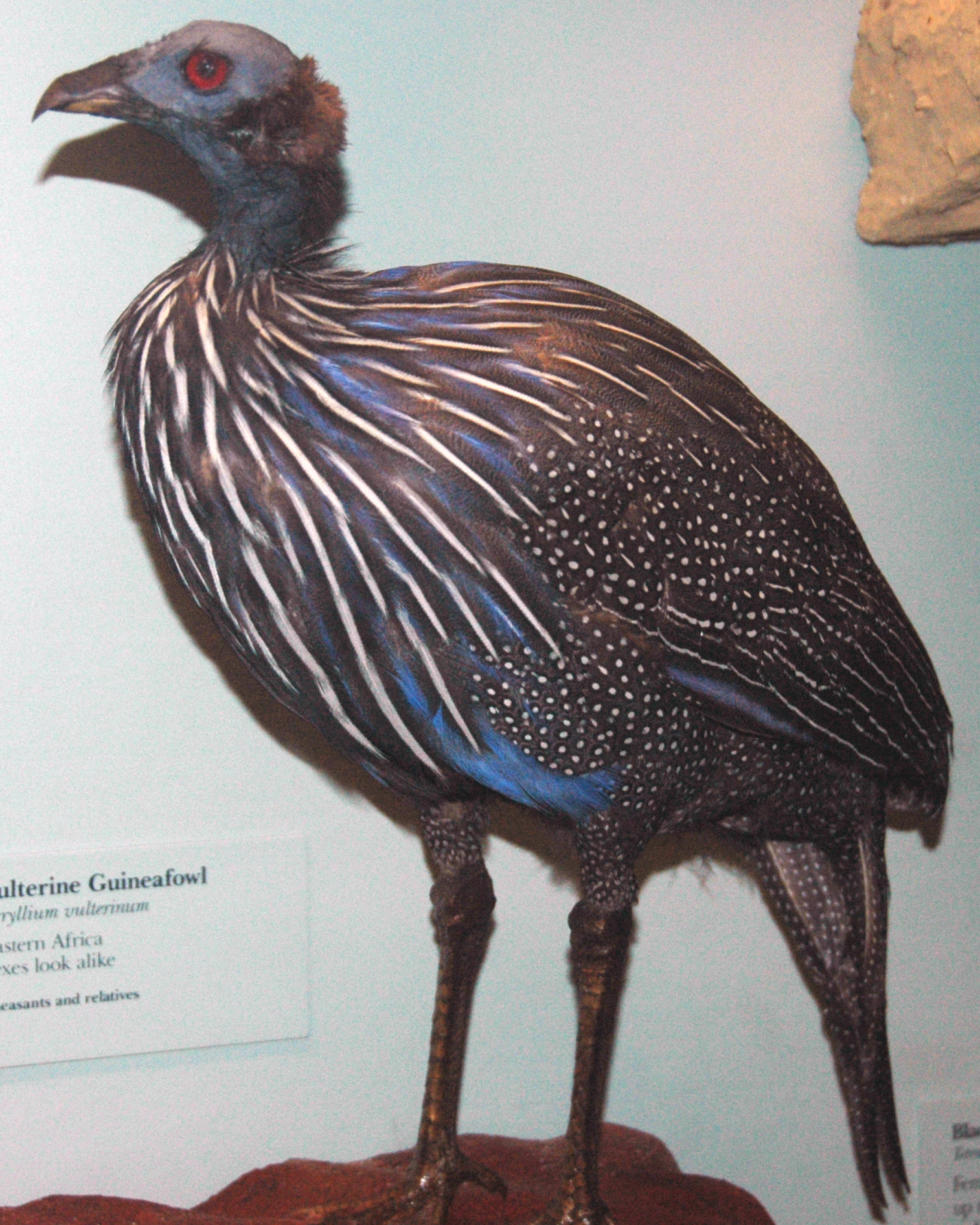 Vulturine Guinea Fowl (Acryllium vulturinum)