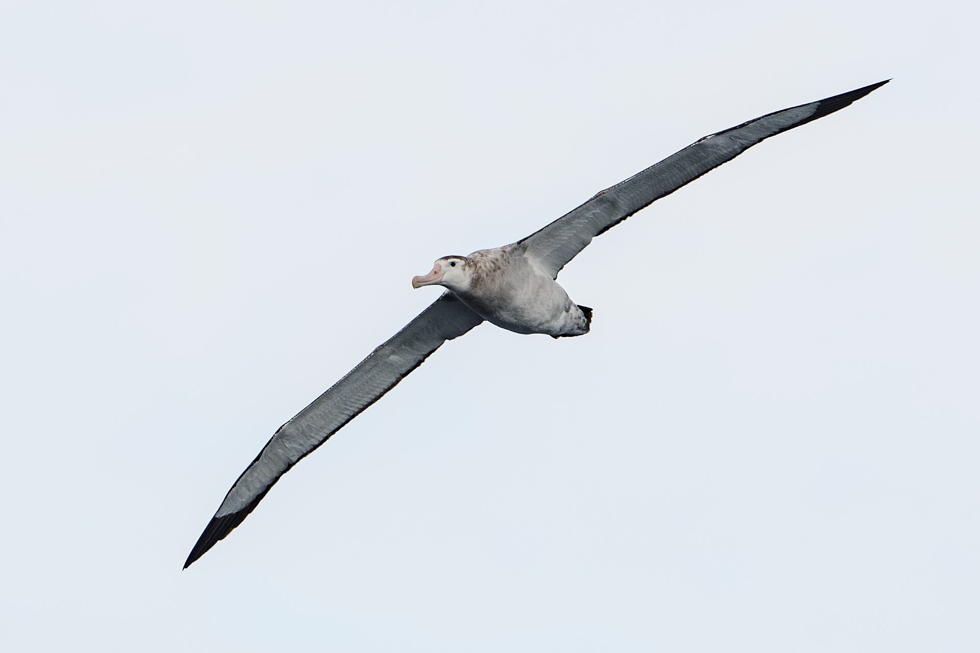 Wandering Albatross Wandering Albatross (Diomedea exulans)
