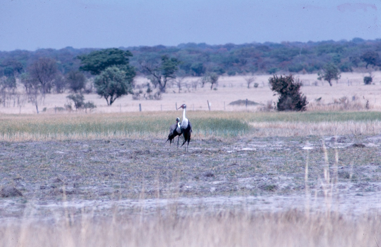 Wattled Crane Habitat Wattled Crane Habitat ()