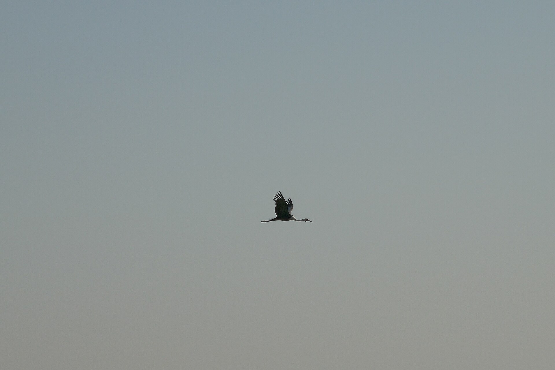Wattled Crane (Grus carunculata)