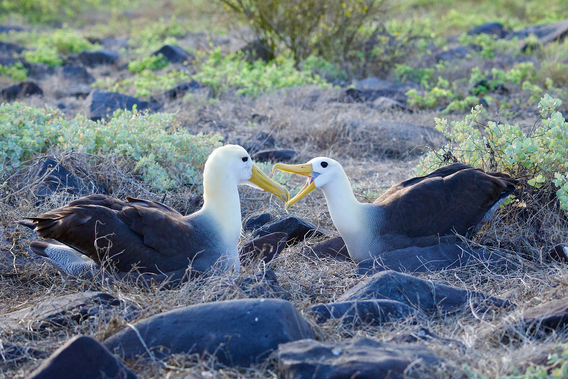 Waved Albatross Waved Albatross (Phoebastria irrorata)