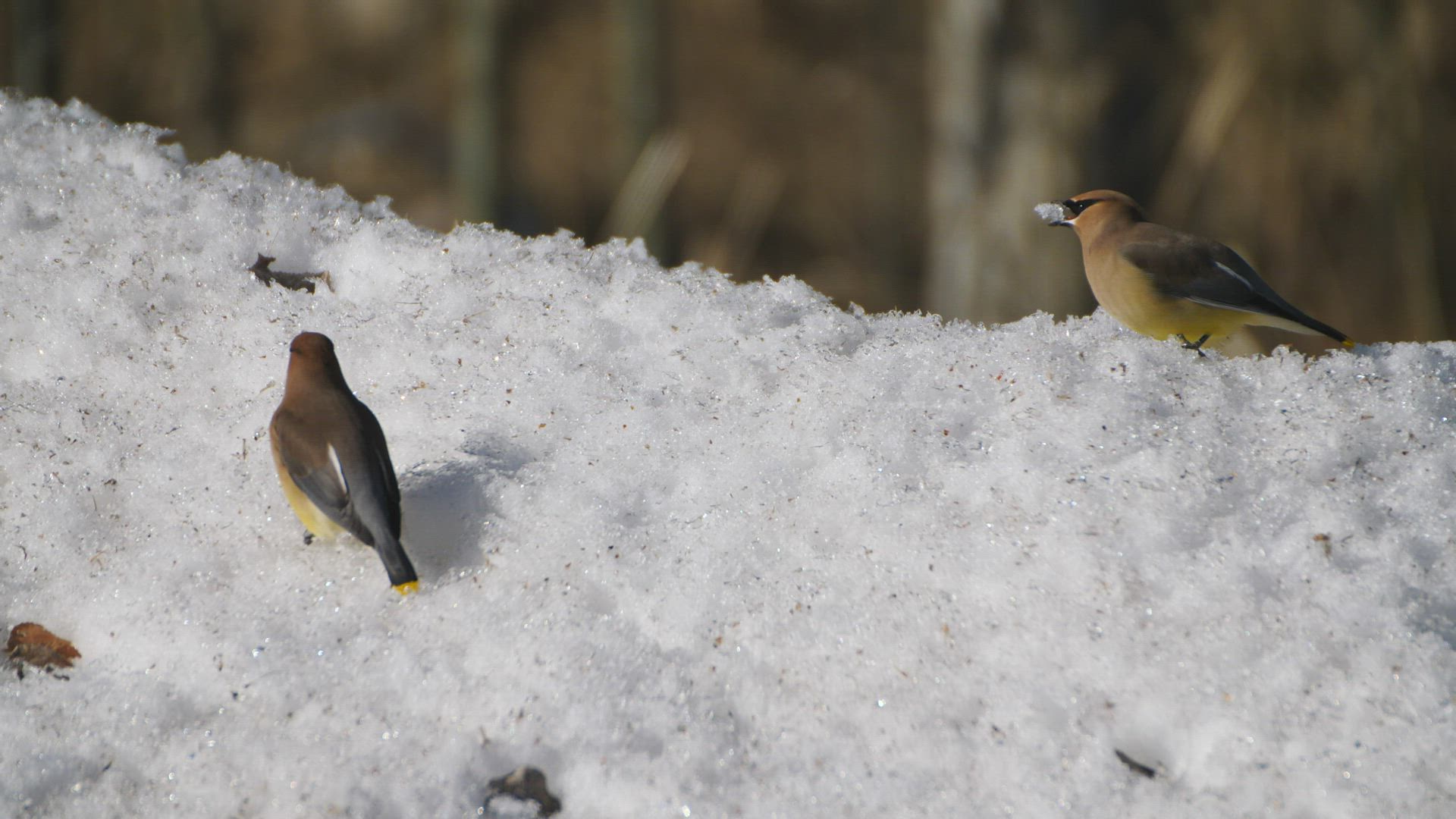 Waxwings Sighting ()