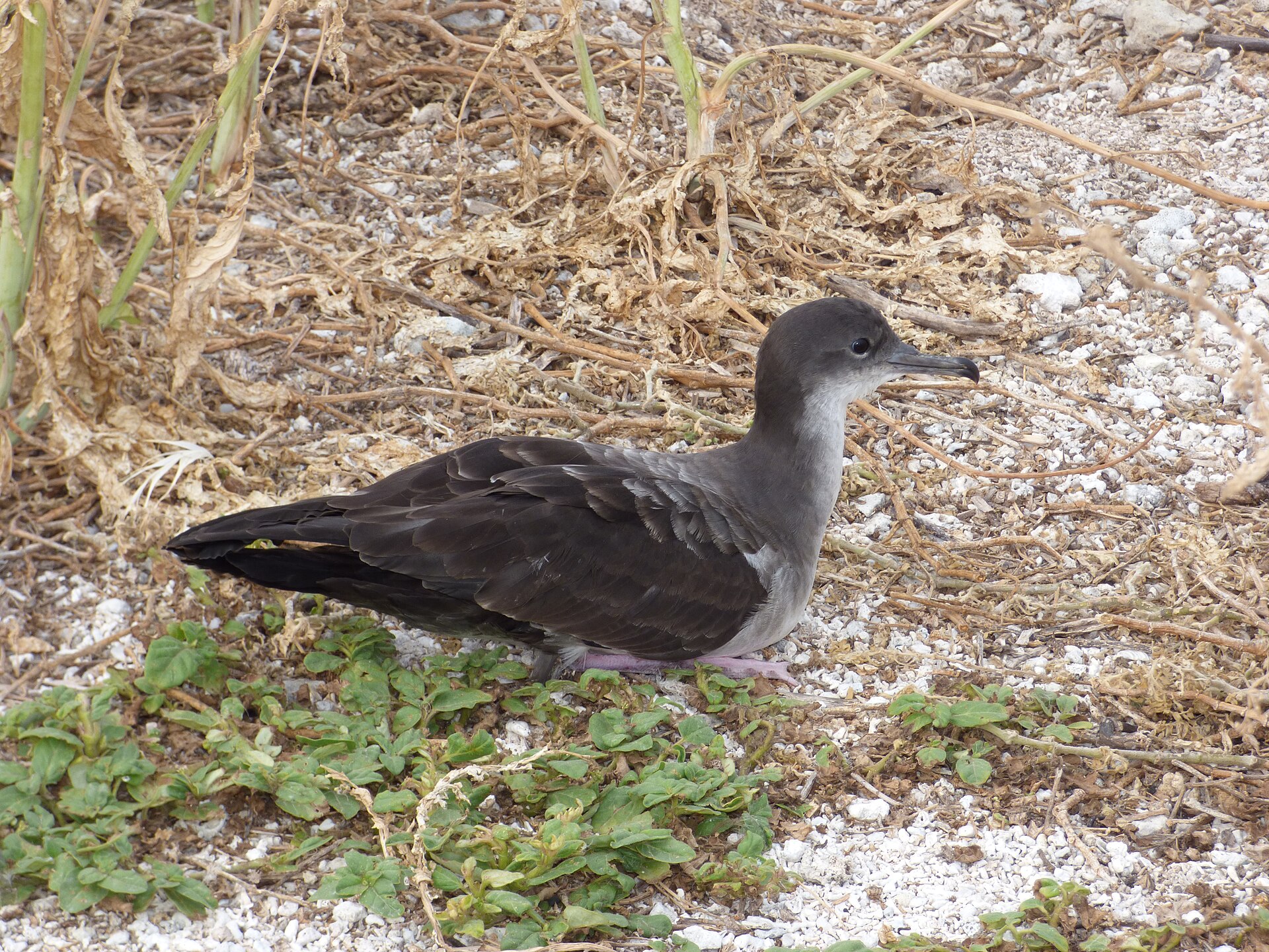 Wedge-tailed Shearwater ()