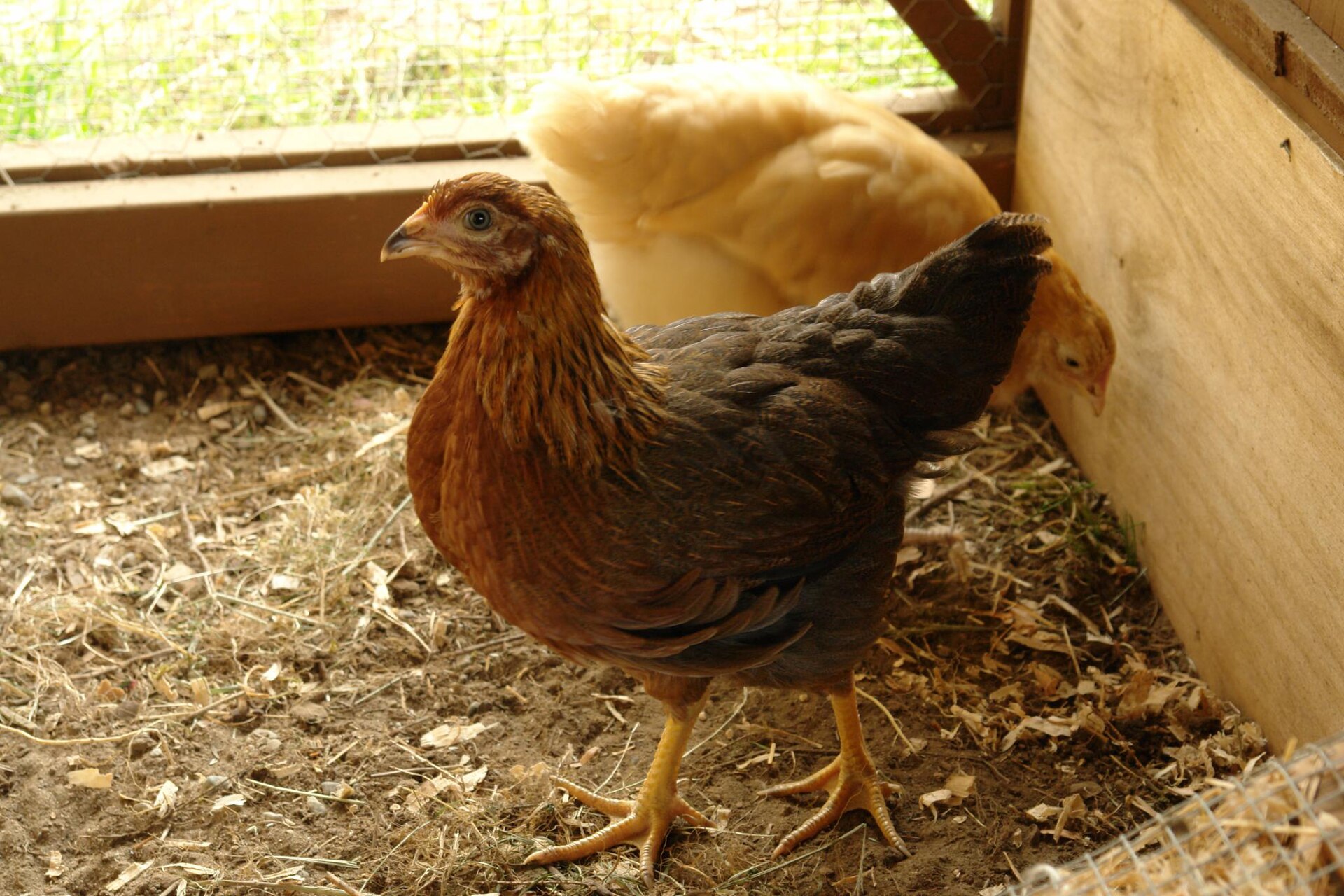 Welsummer Chicken ()