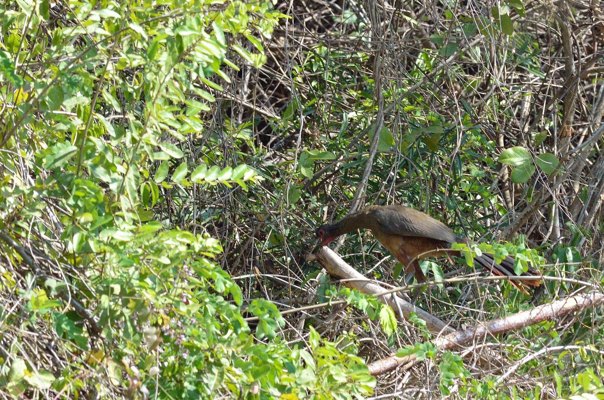 West Mexican Chachalaca ()