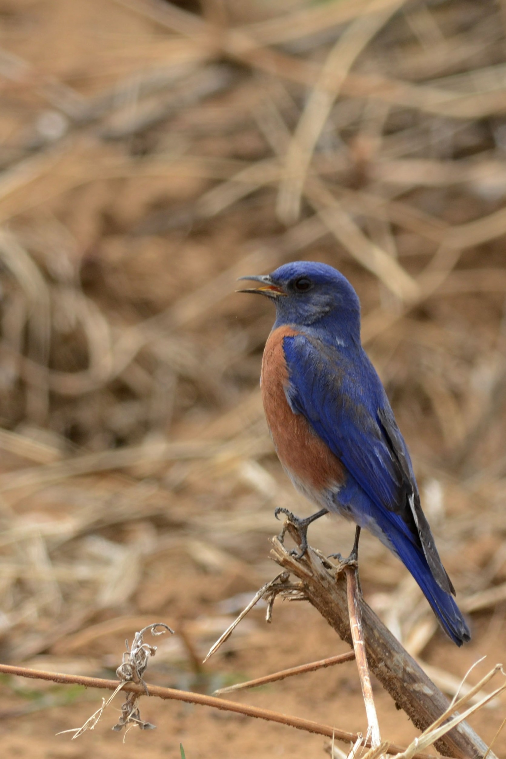 western bluebird