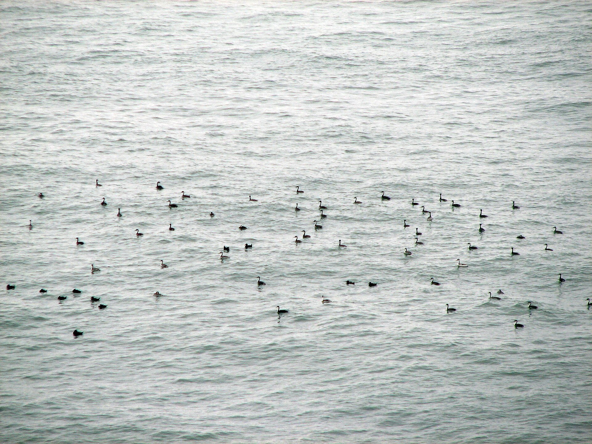 western grebe