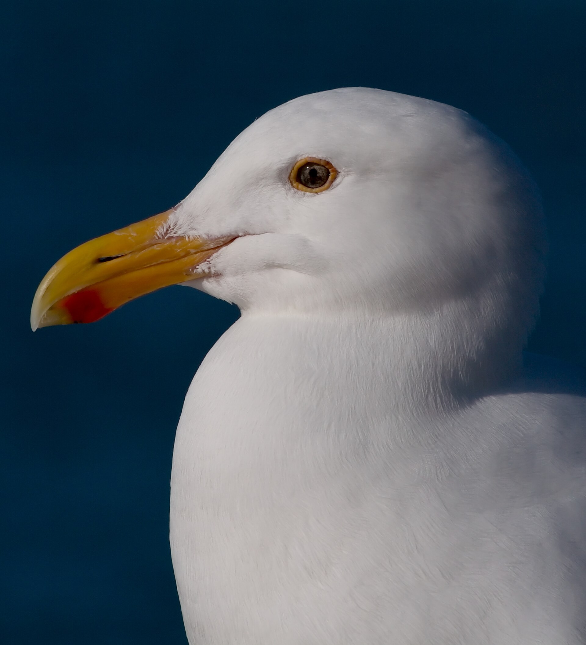 Western Gull ()