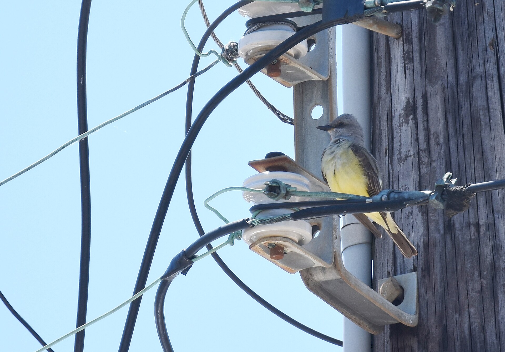 Western Kingbird Western Kingbird ()