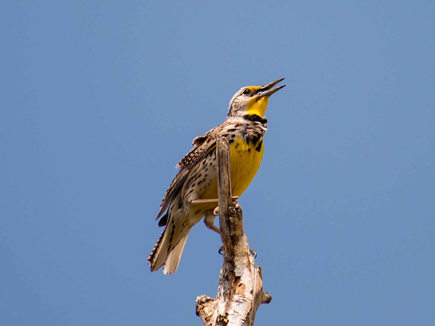 Western Meadowlark ()